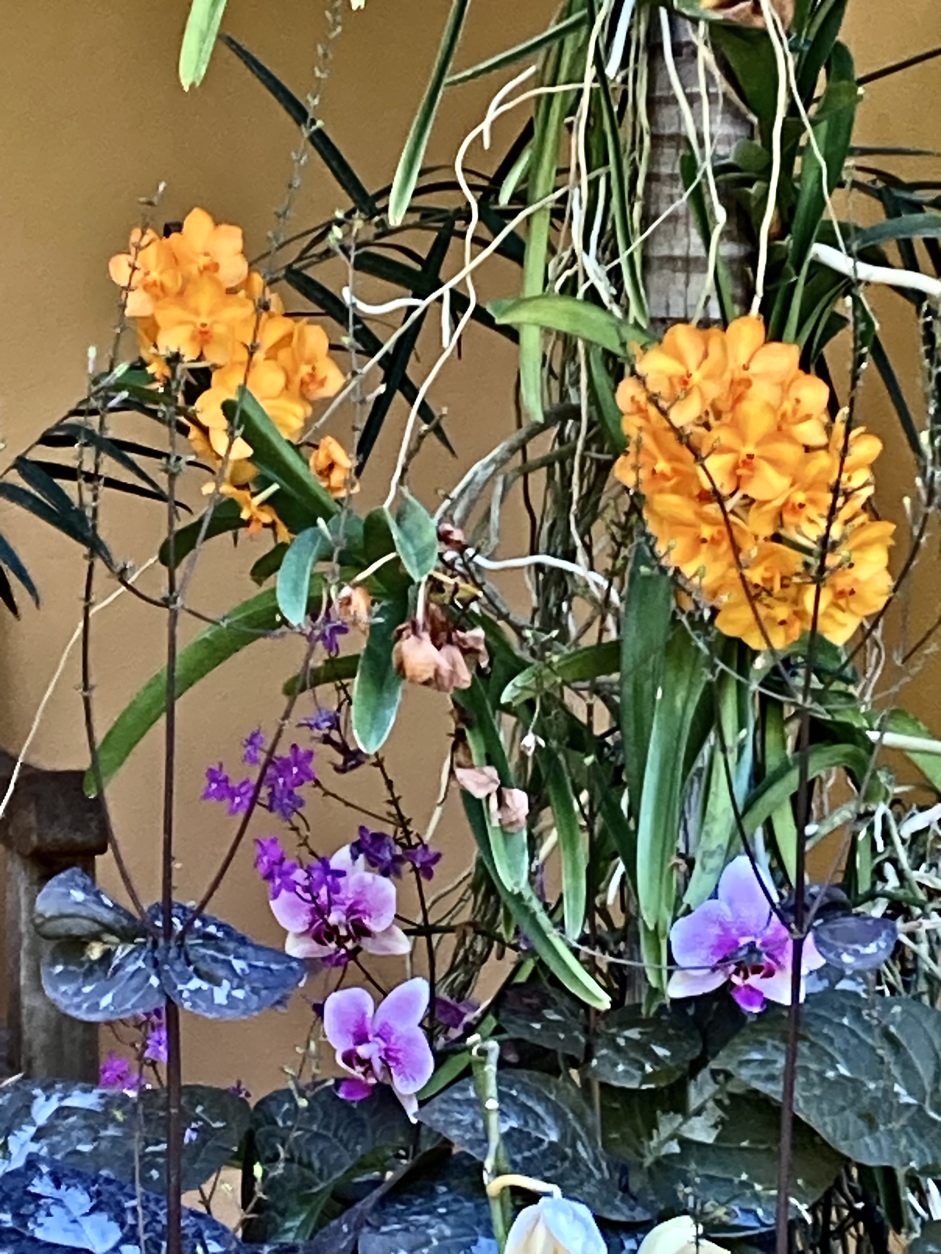 Orange and purple flowers